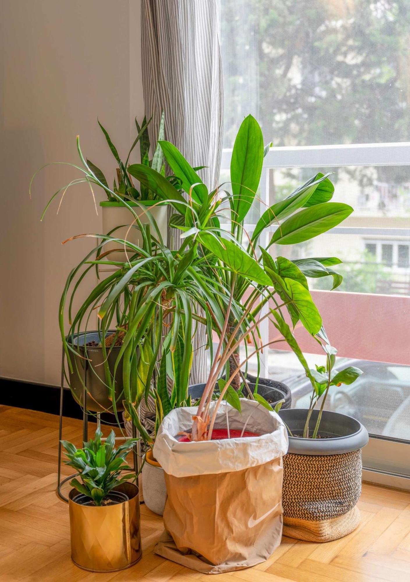 O&O Group Stylish Jungle Retreat Kolonaki Center Appartement Athene Buitenkant foto